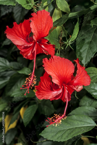 Archer's Hibiscus (Hibiscus archeri)in park, Nicaragua