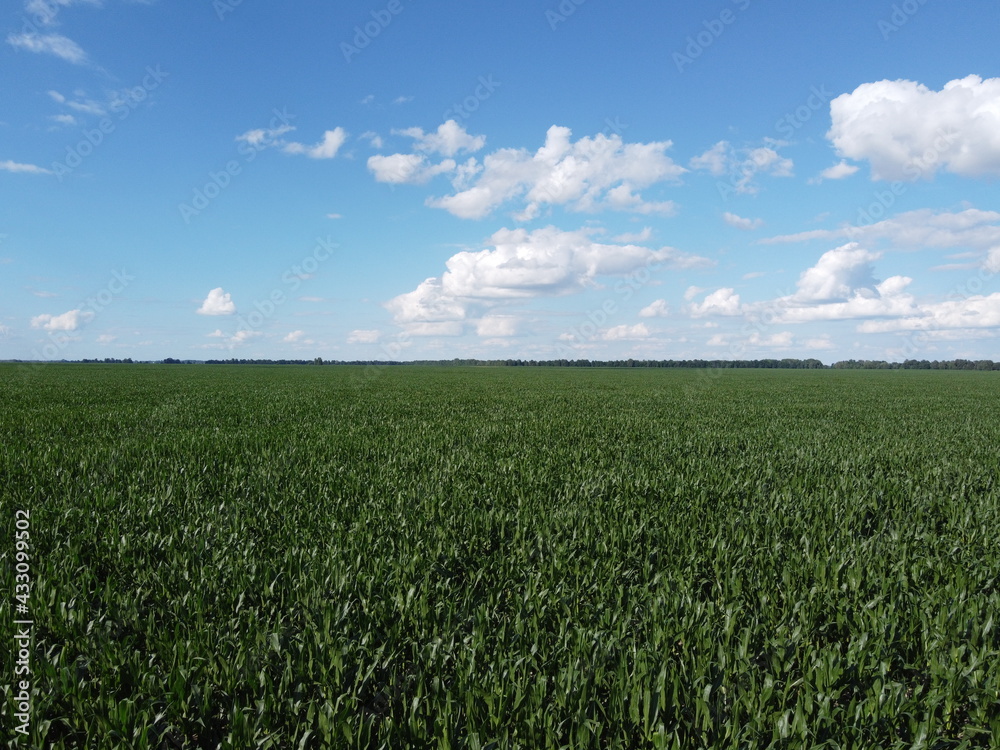 Huge cornfield on a sunny summer day, aerial view. Blue sky over green farm field, landscape.