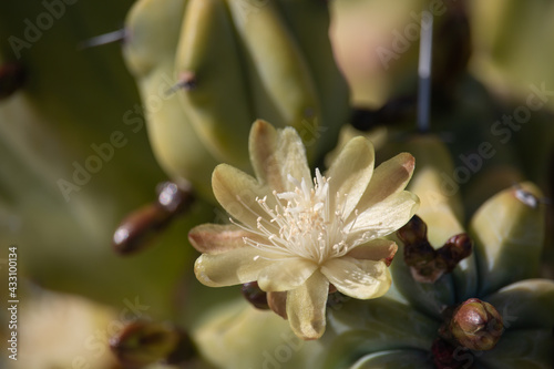 Beautiful Mytrtillocactus (blueberry cactus) flowers blooming in spring time in Arizona desert. photo