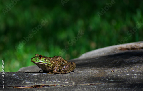 A shiny frog sitting on a rock.