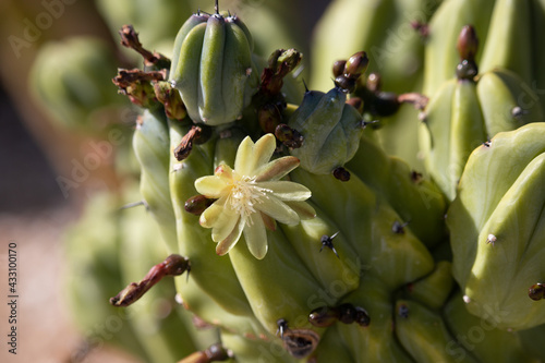 Beautiful Mytrtillocactus (blueberry cactus) flowers blooming in spring time in Arizona desert. © Supitchamcadam