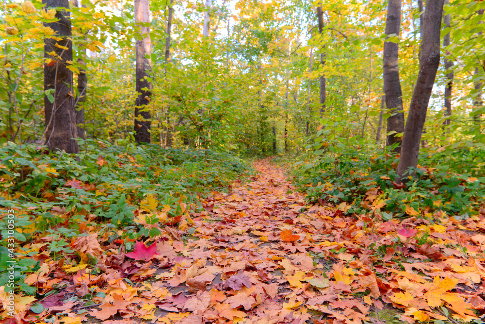 A path strewn with fallen leaves in the autumn forest