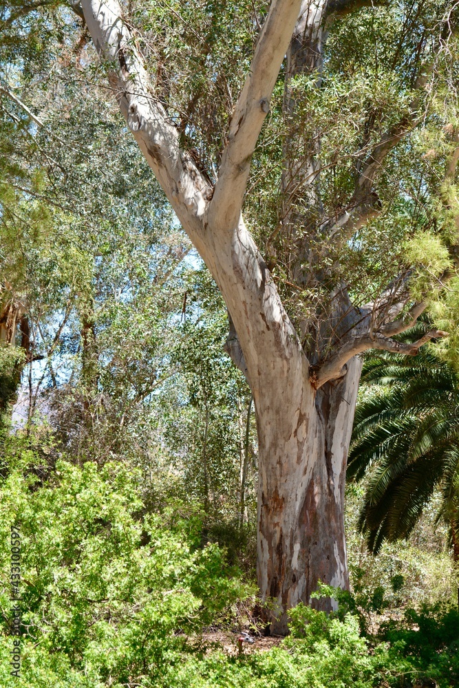 Eucalyptus Gum Eucalypt Tree Boyce Thompson Arboretum Superior Arizona Eucalyptus Gum Eucalypt Tree Boyce Thompson Arboretum Superior Arizona