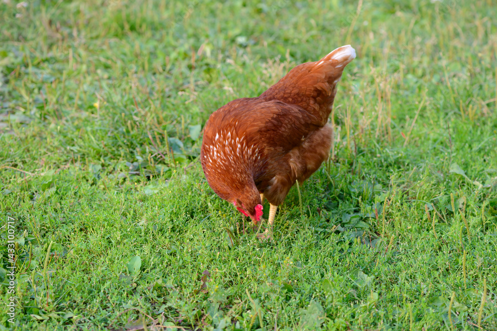 Fototapeta premium A brown-colored chicken grazes on a green lawn