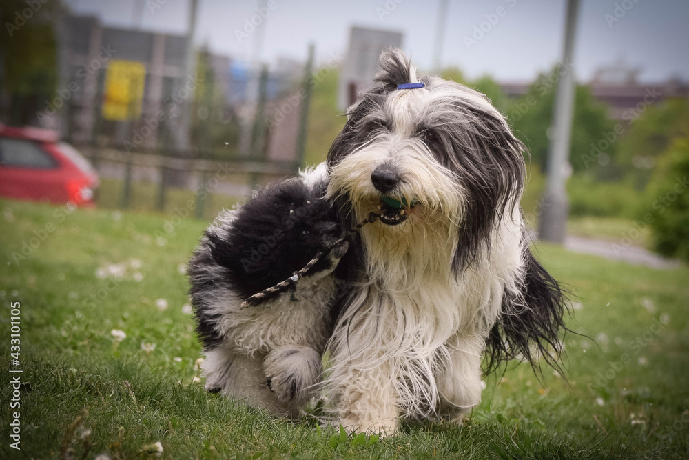 Bearded collie and poodle is running in nature. They looks so fluffy, he is so cute dog Bearded collie and poodle is running in nature. They looks so fluffy, he is so cute dog