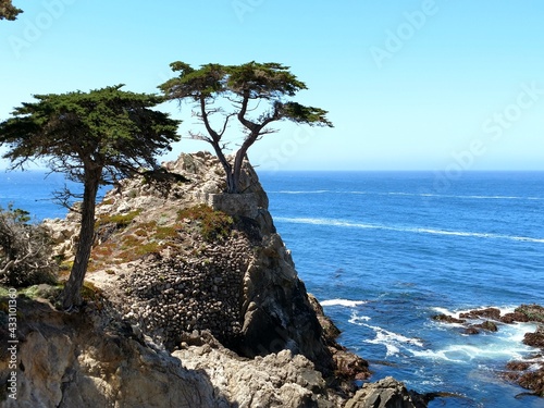 Cypress tree on California Coast