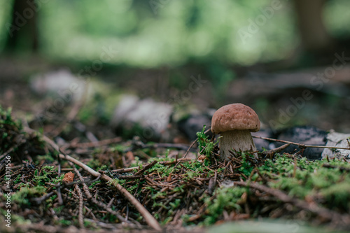 Mushroom picking in season. Edible forest mushrooms, porcini mushrooms grow in the grass.