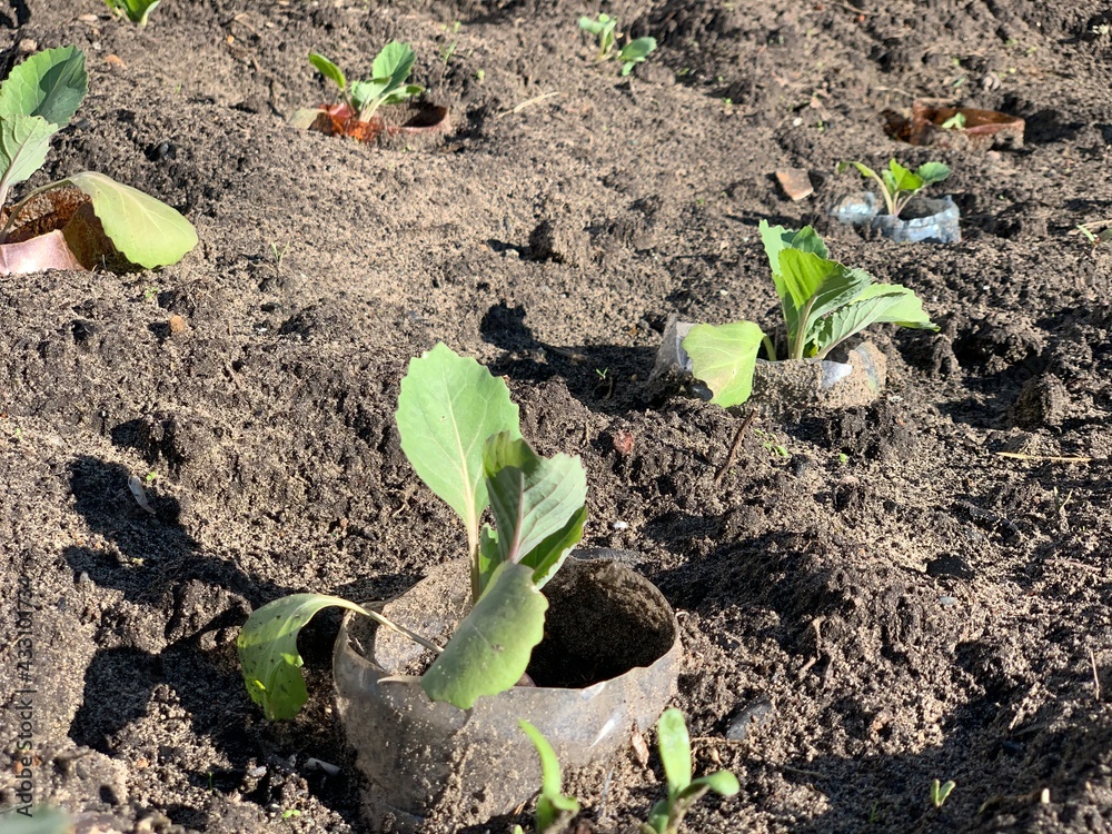 Young cabbage seedlings grow in the ground. Garden and vegetable garden concept. Young cabbage seedlings grow in the ground. Garden and vegetable garden concept.