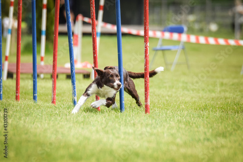 Border collie is running on czech agility competition slalom. Prague agility competition in dog park Pesopark.