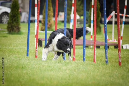Border collie is running on czech agility competition slalom. Prague agility competition in dog park Pesopark.