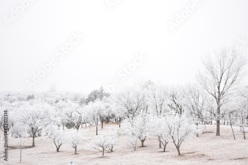 Frosty Trees