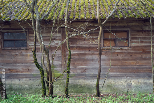 stary budynek drewniany zarośnięty mchem