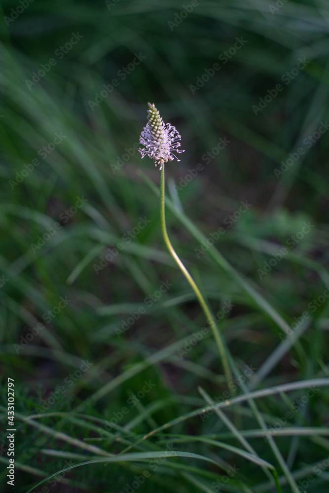 Blurred background with delicate wildflower and grass. Beautiful natural pattern of green stems. Selective focus, bokeh effect. Spring bloom, new life concept. Blurred background with delicate wildflower and grass. Beautiful natural pattern of green stems. Selective focus, bokeh effect. Spring bloom, new life concept.