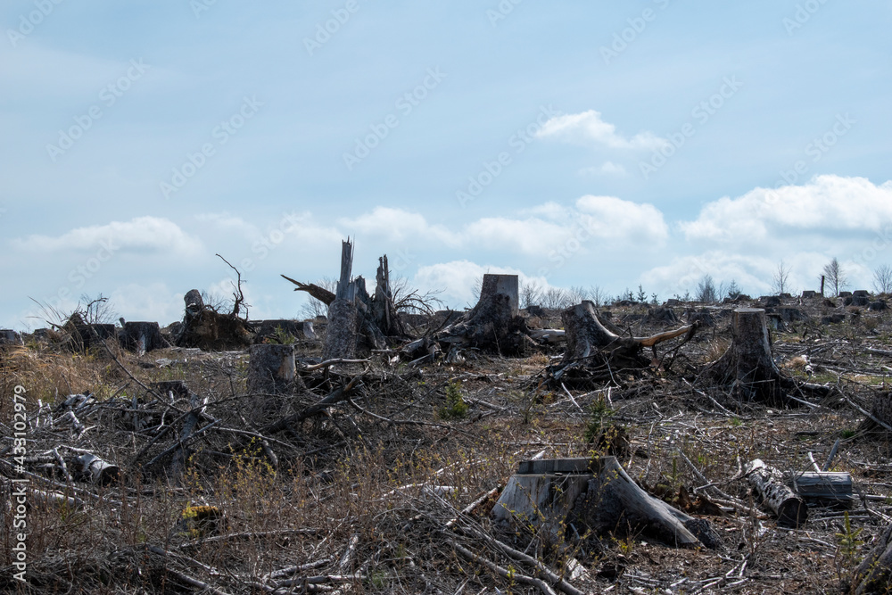 landscape after bark beetle