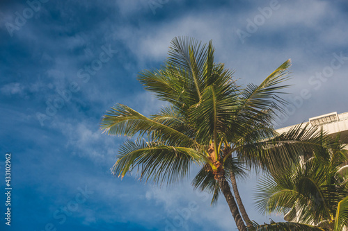 Close up of Palm tree against blue sky clouds on a sunny day