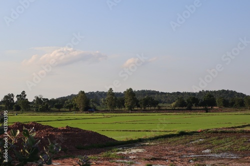 landscape with trees