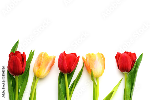 Five red and yellow tulips isolated on white background  copy space. Spring and summer backdrop. Mother s day  Easter and seasonal holiday