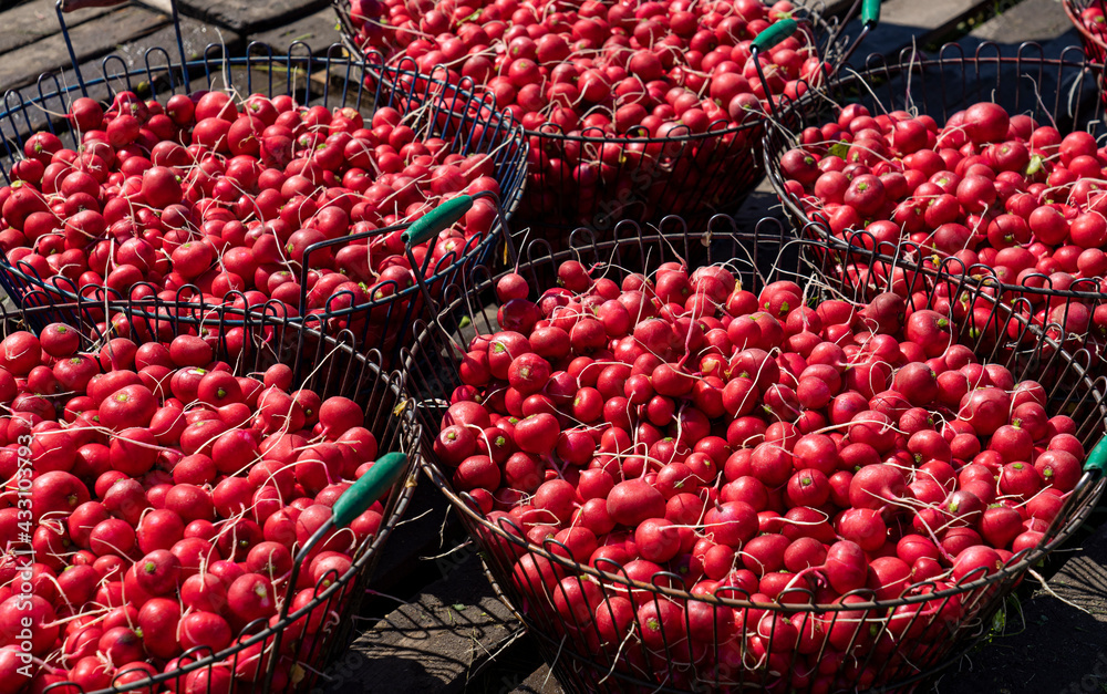 Harvested fresh radishes, placed in large baskets. Bright white-red colors.
