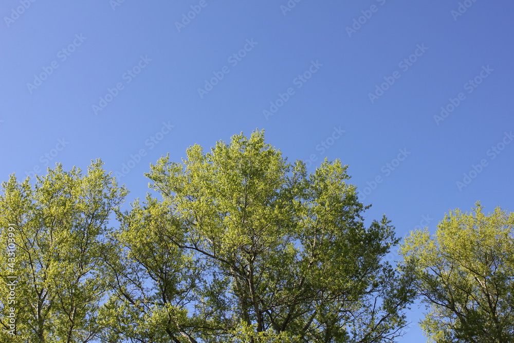 Crown of green trees against a blue sky. Crown of green trees against a blue sky.
