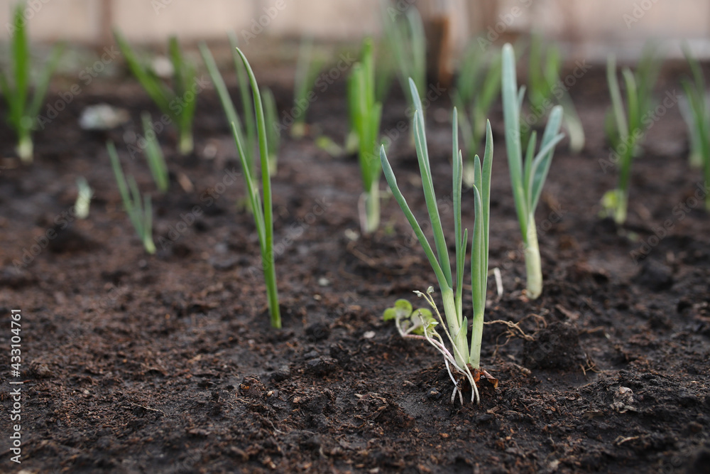 Green onion grows in a greenhouse, the first harvest on the beds Green onion grows in a greenhouse, the first harvest on the beds