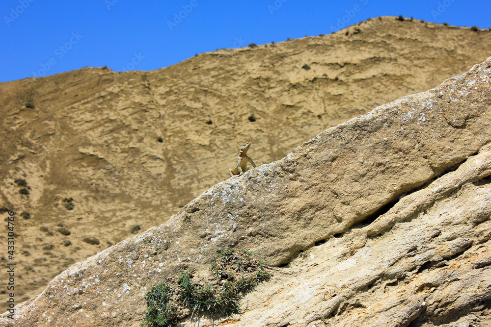 Lizard sitting in the sun in the mountains of Gobustan. Azerbaijan.