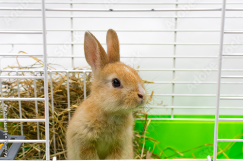 A cute little ginger rabbit looks out of the cage. A beautiful pet. Fluffy animal, fur. Home, joy. Close-up.