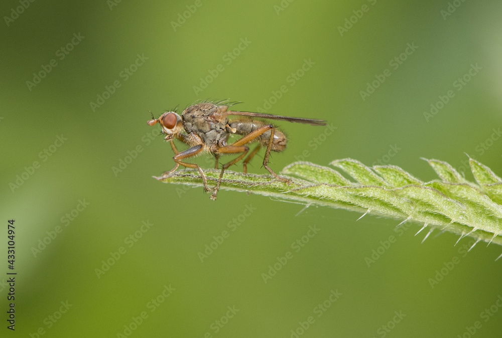 Scathophaga cf lutaria Fly or dipteran perched on green grass in an environment of filtered light and green tones Scathophaga cf lutaria Fly or dipteran perched on green grass in an environment of filtered light and green tones