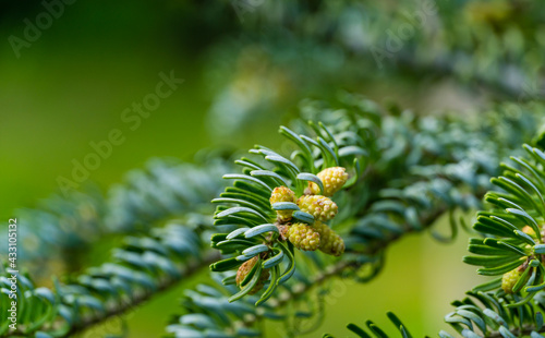 Fir Abies koreana Silberlocke with male cones on branch. Green and silver spruce needles on korean fir. Selective close-up focus in spring garden. Concept for natural design with copy space photo