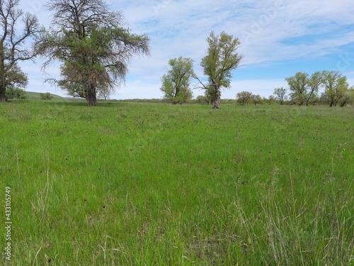 grass and blue sky, grass, landscape, sky, meadow, field, nature, green, summer, blue, tree, clouds, cloud, forest, countryside, rural, spring, horizon, trees, country, lawn, beautiful