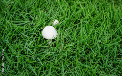 white mushrooms on green lawn