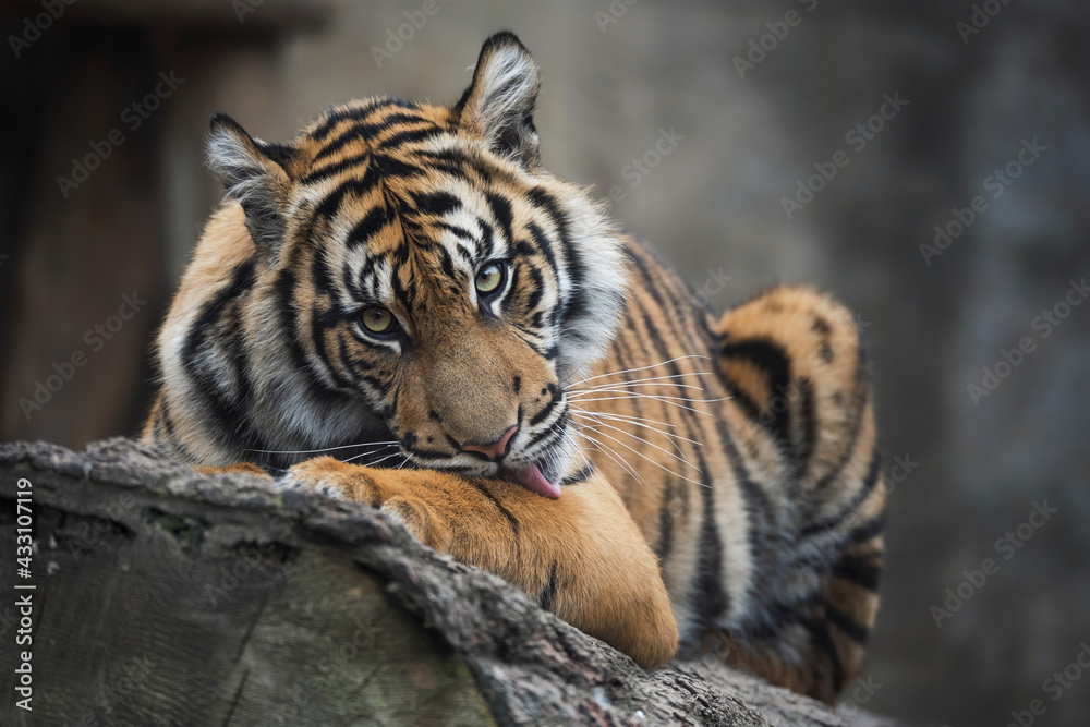 Fototapeta premium Sumatran tiger