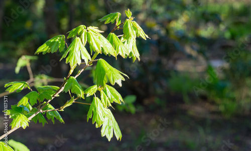 Young green leaves of Field maple maple Acer Campestre. Delicate maple twigs on blurred spring background. Nature concept for any design. Soft selective focus with copy space