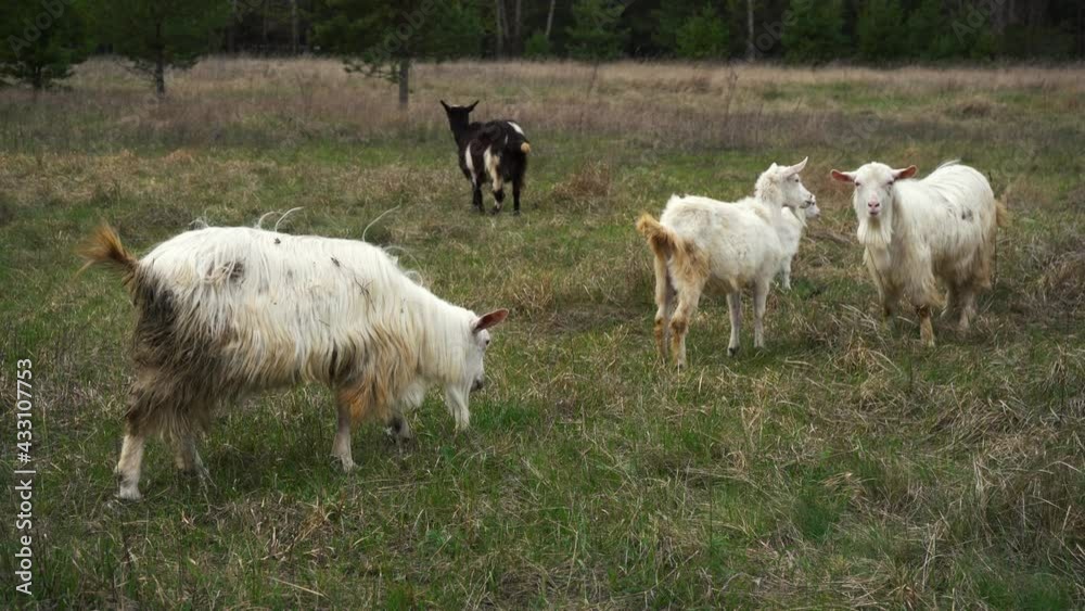 a herd of goats graze in the field a herd of goats graze in the field