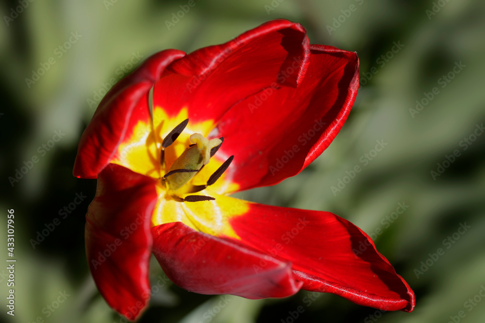 Red tulips on nature background Red tulips on nature background