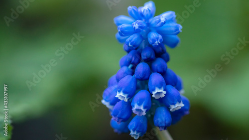blue bell flowers in a flowerbed, macro photography