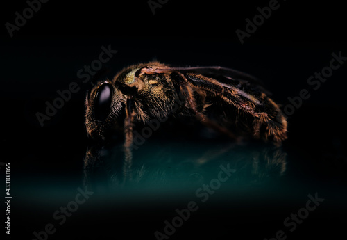 small golden Bee with black background close up macro