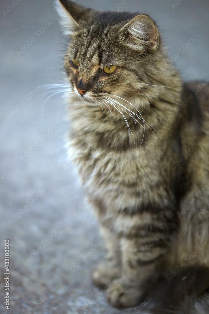 Portrait of wild fluffy cat