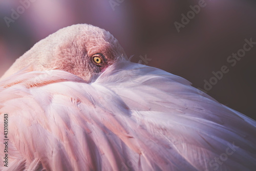 close up of flamingo