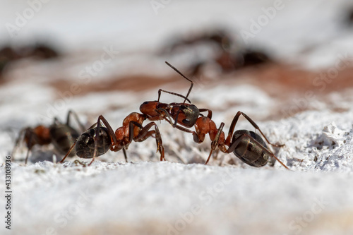 Fotografía Communication between ants. Two ants exchanging information