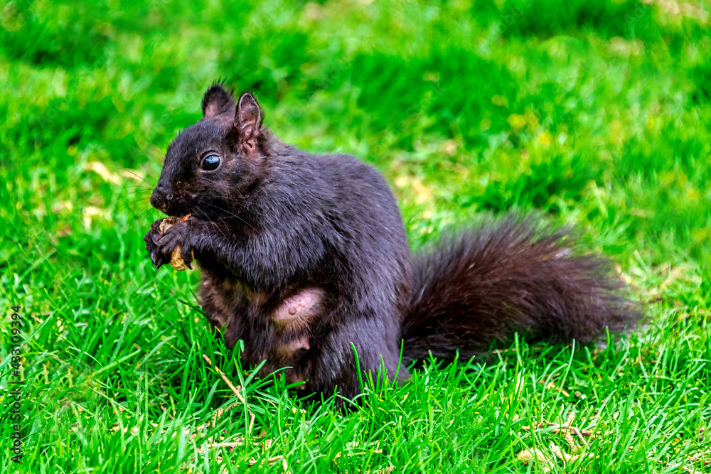 Female squirrel eating at the beginning of the springtime Female squirrel eating at the beginning of the springtime