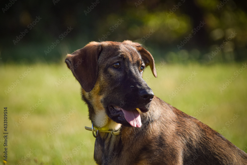 puppy of german shepherd, who is running in meadow. He is so happy. puppy of german shepherd, who is running in meadow. He is so happy.