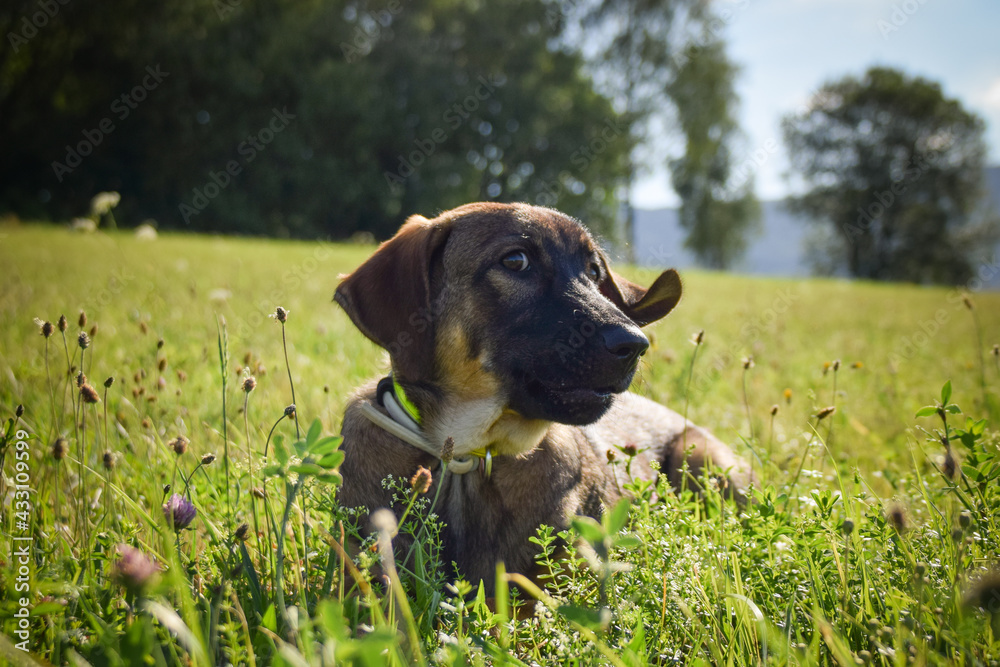 Portrait of german shepherd puppy, who is lying in meadow. He is so happy. Portrait of german shepherd puppy, who is lying in meadow. He is so happy.