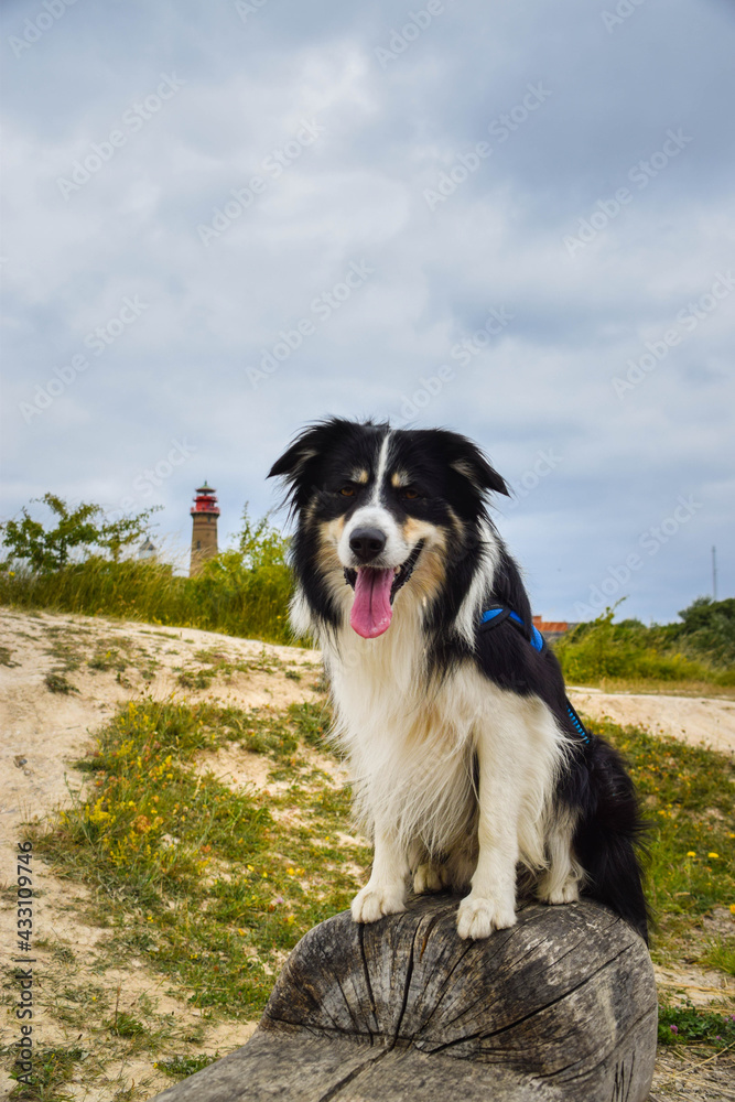 Border collie is sitting in the field in the nature  near to lighthouse, in Germany nature. She is very happy.