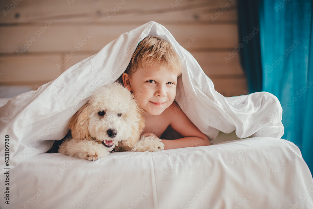 A boy and a poodle puppy lie on the bed and look out from under the covers. Looking into the camera. A boy and a poodle puppy lie on the bed and look out from under the covers. Looking into the camera.