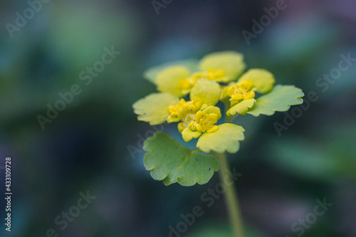 Chrysosplenium alternifolium.