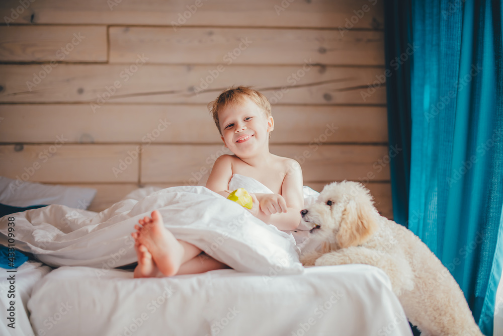 Happy boy 5 years old on a white bed feeds a poodle puppy with an apple. Happy boy 5 years old on a white bed feeds a poodle puppy with an apple.