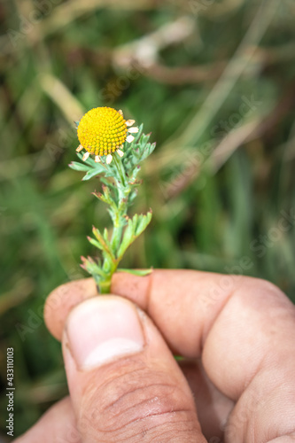 Globe chamomile (oncosiphon pilulifer) Wild flower being held in a mans hands, Cape Town, South Africa