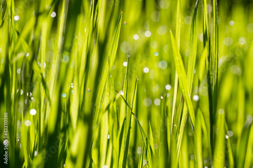 Morning dew on green grass . Sunny morning. Nature concept for design. Bright natural bokeh. Small depth of field. Abstract nature background . Concept for design or For add text . Background. 