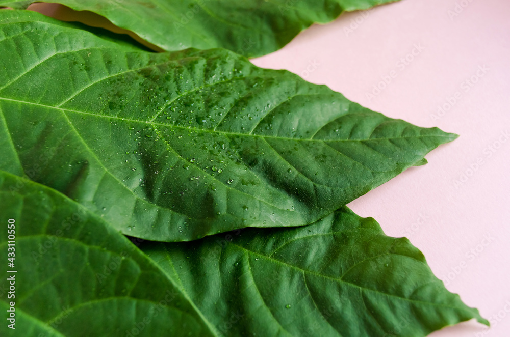 Fresh green Avocado leaves on a pink background Fresh green Avocado leaves on a pink background