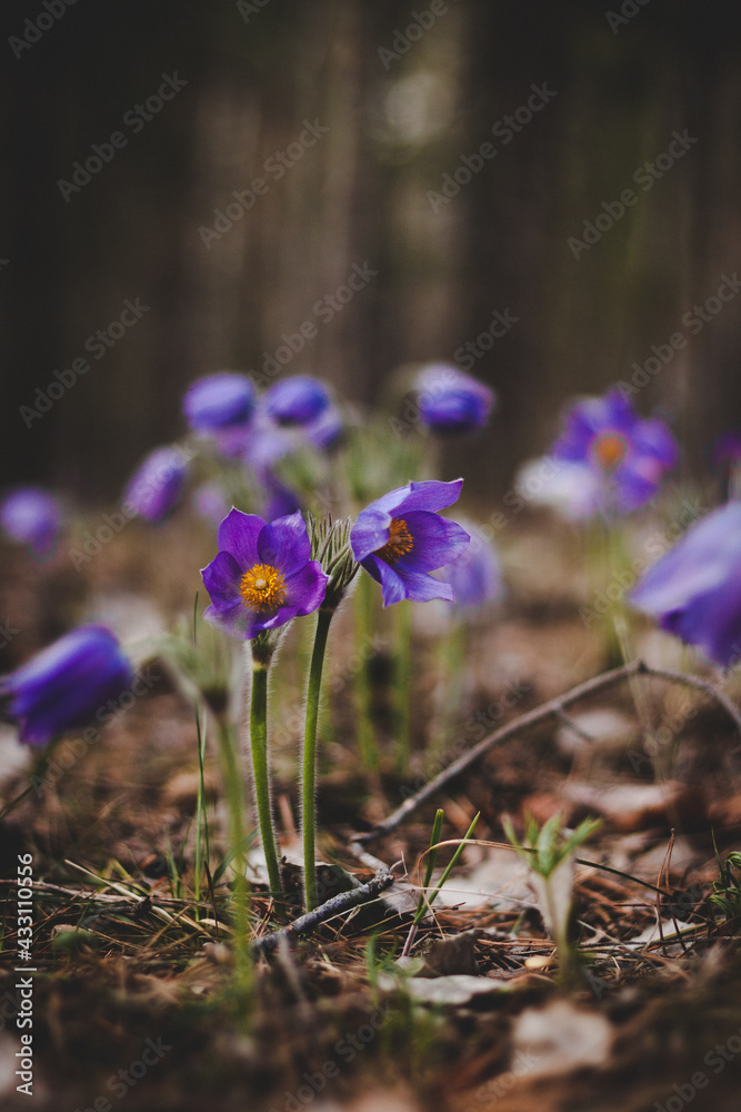 snowdrops in the spring forest snowdrops in the spring forest